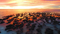 Hamelin Stromatolites at sunset. Photo Jason Bartsch.