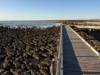 Boardwalk over stromatolites at Hamelin Pool. Photo Greg Suosaari.