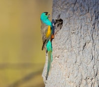 A male Golden-shouldered Parrot. Photo by Geoffrey Jones/Barra Imaging.