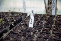 Woolly Tea-tree seedlings. Photo by Anna Carlile.