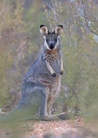 A young Western Brush Wallaby, also known as a Black-gloved Wallaby or Kwoora. Photo Georgina Steytler.