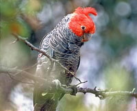 Gang-gang Cockatoos are one of the many species that will benefit from Scottsdale’s revegetation. Photo by Graeme Chapman.