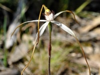Stuart Mill Spider Orchid. Photo by Julie Radford.