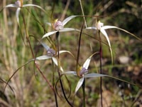 Orchids. Photo by Julie Radford.
