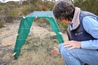Bush Heritage ecologist Angela Sanders inspects a specially-designed wallaby tunnel. Photo by Amelia Caddy.