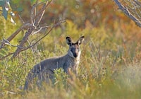 A Western Brush Wallaby in the nearby Fitzgerald River National Park, WA. Photo by Georgina Steytler.