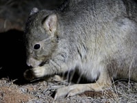 A Burrowing Bettong at Arid Recovery. Photo by Kate Taylor.
