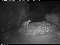 A feral cat stalks a Malleefowl mound on Monjebup North Reserve.