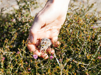A Honey Possum is released back into native bush. Photo by William Marwick.