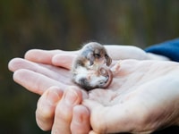 A Pygmy Possum found on Monjebup Reserve. Photo William Marwick.