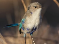 A Splendid Fairy-wren. Photo by Ben Parkhurst.