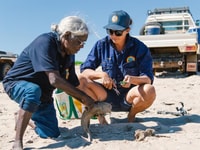Senior Cultural Ranger Jessica Bangu guts a catfish with Karajarri Women's Ranger Coordinator Jackie Wemyss.
