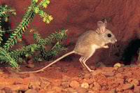 Spinifex Hopping Mouse. Photo Lochman Transparencies.