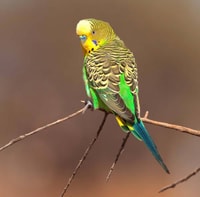 Budgerigar. Photo Ben Parkhurst.