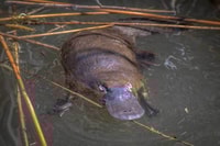 A Platypus photographed during the recent surveys on Scottsdale Reserve. Photo Richard Taylor.