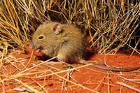 A Desert Mouse, usually sighted only after heavy rains, on Ethabuka Reserve. Photo Dr Aaron Greenville.
