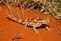 Thorny Devil. Photo A.J Emmott.