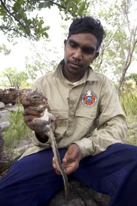 Uunguu Ranger Terrick Bin Sali holds a Northern Quoll at Pariaba.