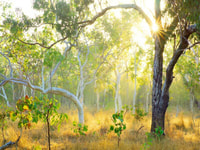 Sunlight shines through White Gums on Yourka Reserve.