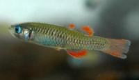 A Red-finned Blue-eye, a tiny freshwater fish found only on Edgbaston Reserve.