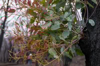 Epicormic shoots create a burst of new stems and leaves from the trunk of a burnt eucalypt.