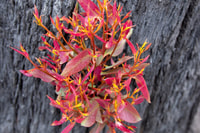 Epicormic growth causes new stems and leaves to shoot forth from under the bark of a gum tree on Burrin Burrin Reserve.