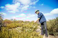 Bush Heritage Healthy Landscape Manager Simon Smale examines a young plant on Monjebup North Reserve, WA.