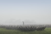 A farmer stands among hundreds of sheep on a misty day at Kingston Farm.