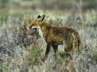 A fox, a cat-sized canine with orange fur and a bushy tail, stands in a field of dry grass.