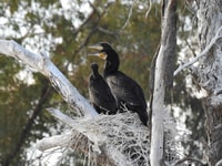 Adult Great Cormorants and chick on Naree Reserve, NSW. Photo Roxane Francis.