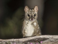 A Chuditch or Western Quoll (Dasyurus geoffroii). Photo Jiri Lochman.