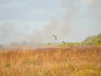 Raptors hunt around the edges of a burn. Photo Claire Thompson.
