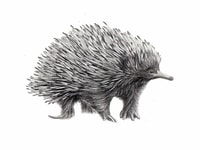 Echidna illustrated by Jessie Rose Ford.