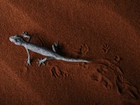 Ethabuka's rich diversity of reptiles is under threat from feral cats. Photo by Peter Morris.