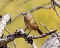 A Western Grasswren on Hamelin Station Reserve, Malgana and Nhanda country, WA. Photo Aline Gibson Vega.