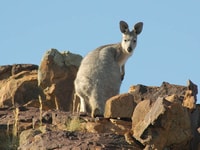 A Euro on rocky outcrops at Boolcoomatta.