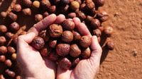 The loss of sandalwood seed dispersers is thought to be one of the reasons for its decline. Photo by Shayne Thomson.