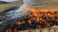 Burning increases the germination of native grasses and reduces competition from weeds. Photo Phil Palmer.