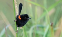Red-backed Fairywren. Photo by Barry Baker.