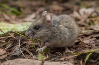 The New Holland Mouse. Photo Bruce Thomson.