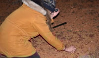 Saskia Gerhardy has found another Plains Wanderer.