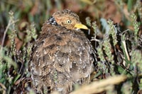 A Plains Wanderer at Boolcoomatta Reserve. Photo by Saskia Gerhardy.