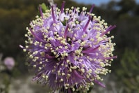 Kunzea newbeyi, a rare plant endemic to south-west WA, for which Monjebup Reserve, Noongar country, is a stronghold. Photo Libby Sandiford.