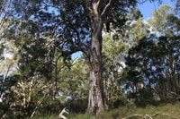 Forest Red Gum at Brogo Reserve. Photo Michael Blyde.
