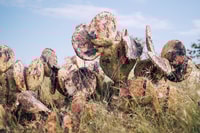 Spray painted dots on a dying Wheel Cactus show which plants have been poisoned. Photo Stu Heppell.