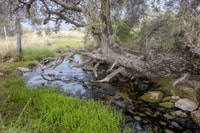Water flowing from an Edgbaston Spring. By Peter Wallis