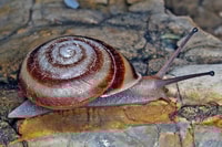 A land snail found on Bigge Island. By Vince Kessner.