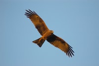 A Black Kite circles over Wangkamadla Country, Queensland. By Wayne Lawler