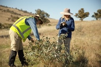 Monitoring the Climate-ready Reveg Project at Nardoo Hills. By Will Sacre.