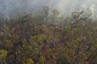 Effective management of fuel loads helped protect Yourka Reserve, Jirrbal and Warrungu Country, QLD. Photo: Alistair Hartley.